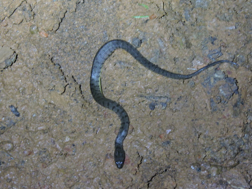 Cerberus schneiderii