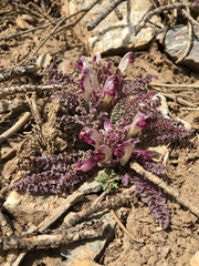 Pedicularis centranthera