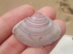 Austromactra contraria