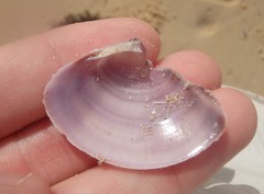 Austromactra contraria