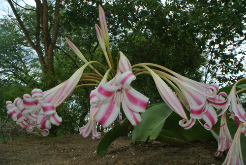 Crinum stuhlmannii delagoense