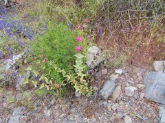 Penstemon pseudospectabilis