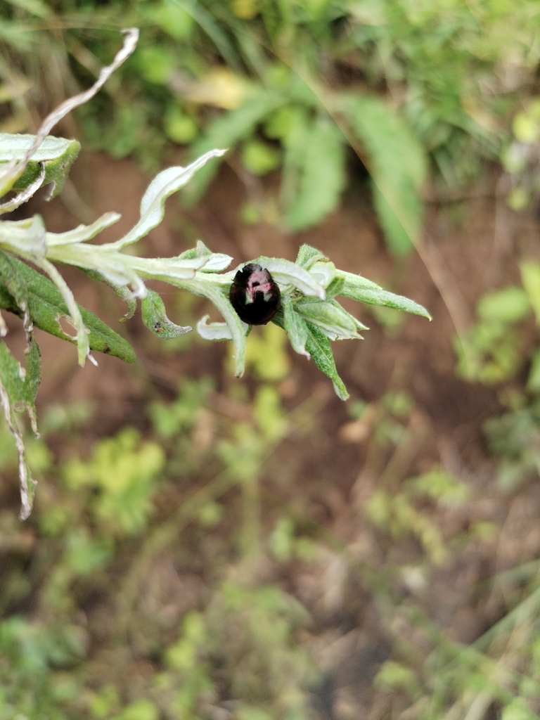 Winged and Once-winged Insects from Sisonke, ZA-NL, ZA on January 24 ...