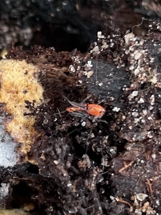 Insects from Old Tory Trail, Aiken, SC, US on January 23, 2024 at 03:23 ...
