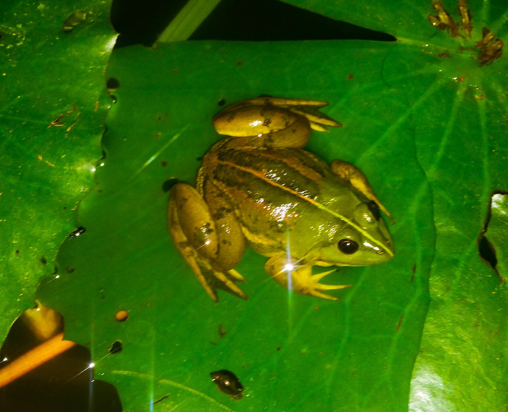 Phrynoderma