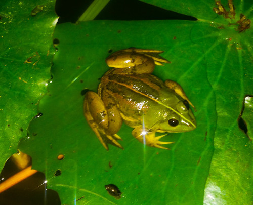 Indian Five-fingered Frog