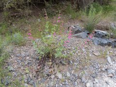 Penstemon pseudospectabilis