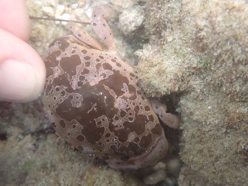 Atergatis ocyroe (Atergatis ocyroe)