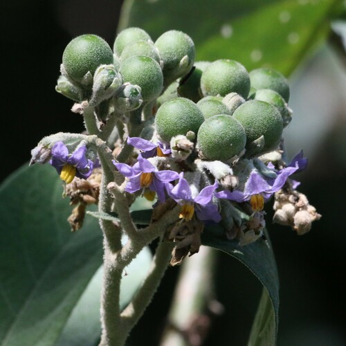 Solanum mauritianum iNat (2)