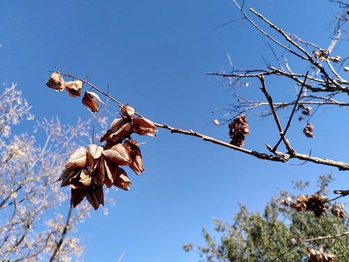 Foto de Sapucaia