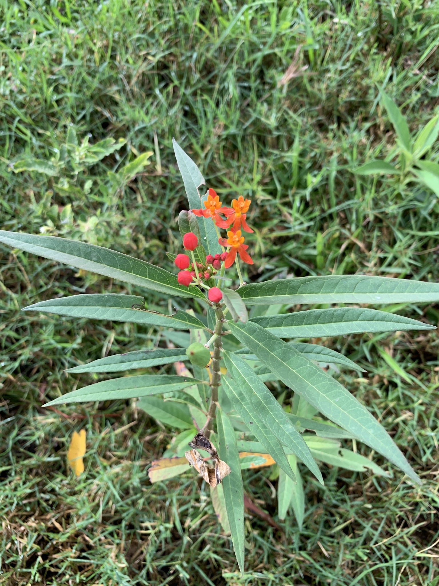 Asclepias curassavica