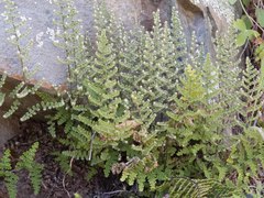 Myriopteris wootonii