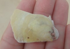Pinctada