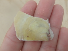 Pinctada