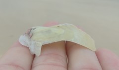 Pinctada