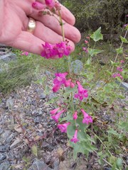 Penstemon pseudospectabilis