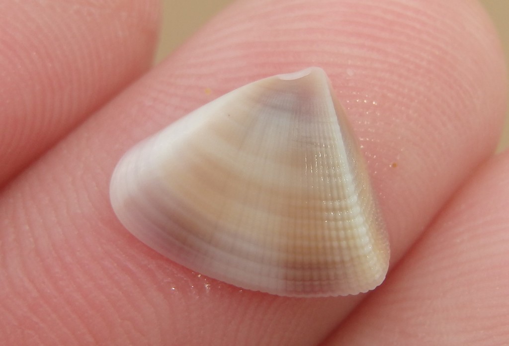 Brazier's Wedge Shell