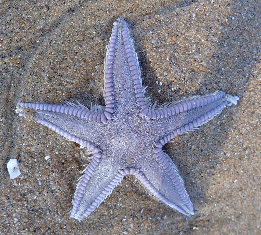 Astropecten from Newport Beach, CA, USA on January 23, 2024 at 01:34 PM ...