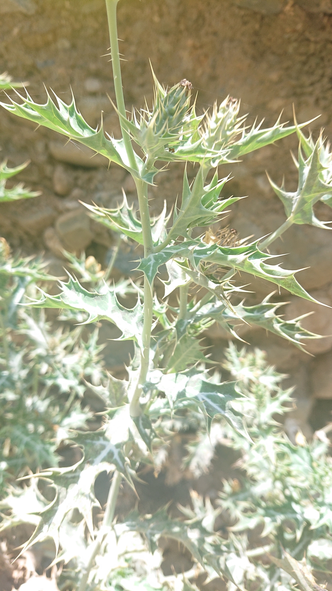 Argemone image