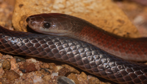 Black-striped Snake