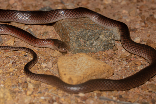 Black-striped Snake