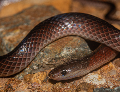 Black-striped Snake