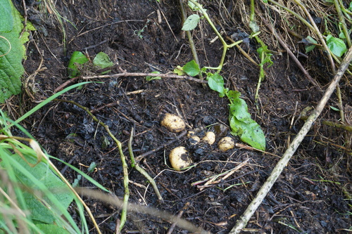 Solanum tuberosum