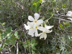 Phlox tenuifolia