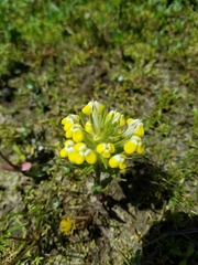 Castilleja campestris
