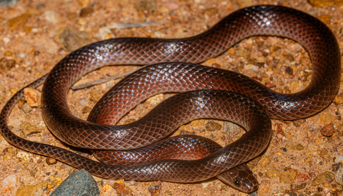 Black-striped Snake