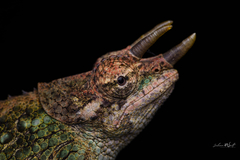 Wemer's Chameleon photo 4