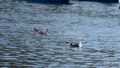 Larus fuscus