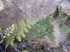 Myriopteris wootonii