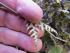 Myriopteris wootonii
