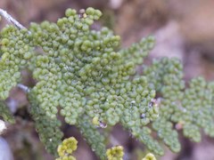 Myriopteris wootonii