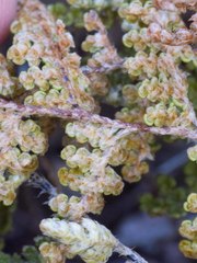 Myriopteris wootonii