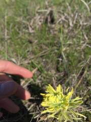 Castilleja purpurea