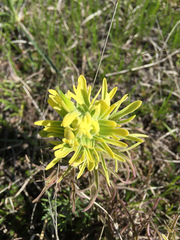 Castilleja purpurea
