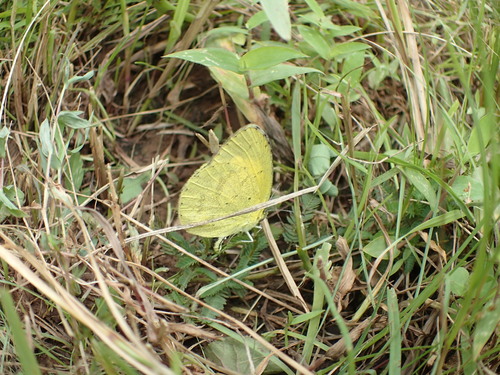 Broad-bordered Grass Yellow