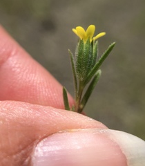 Rigiopappus leptocladus