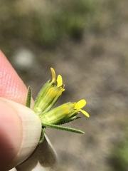 Rigiopappus leptocladus