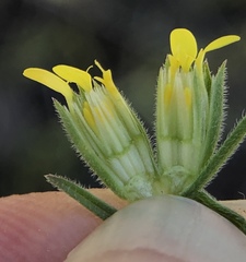 Rigiopappus leptocladus