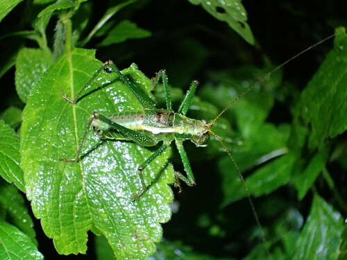 Peropyrrhicia keffensis