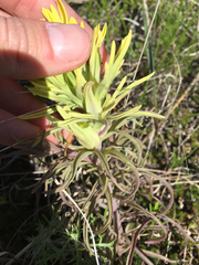 Castilleja purpurea