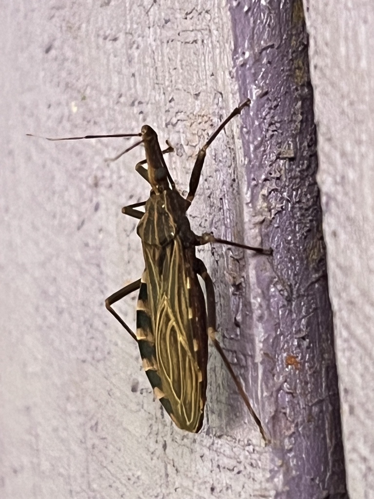 Rhodnius neglectus