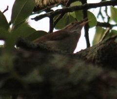 Thryomanes bewickii