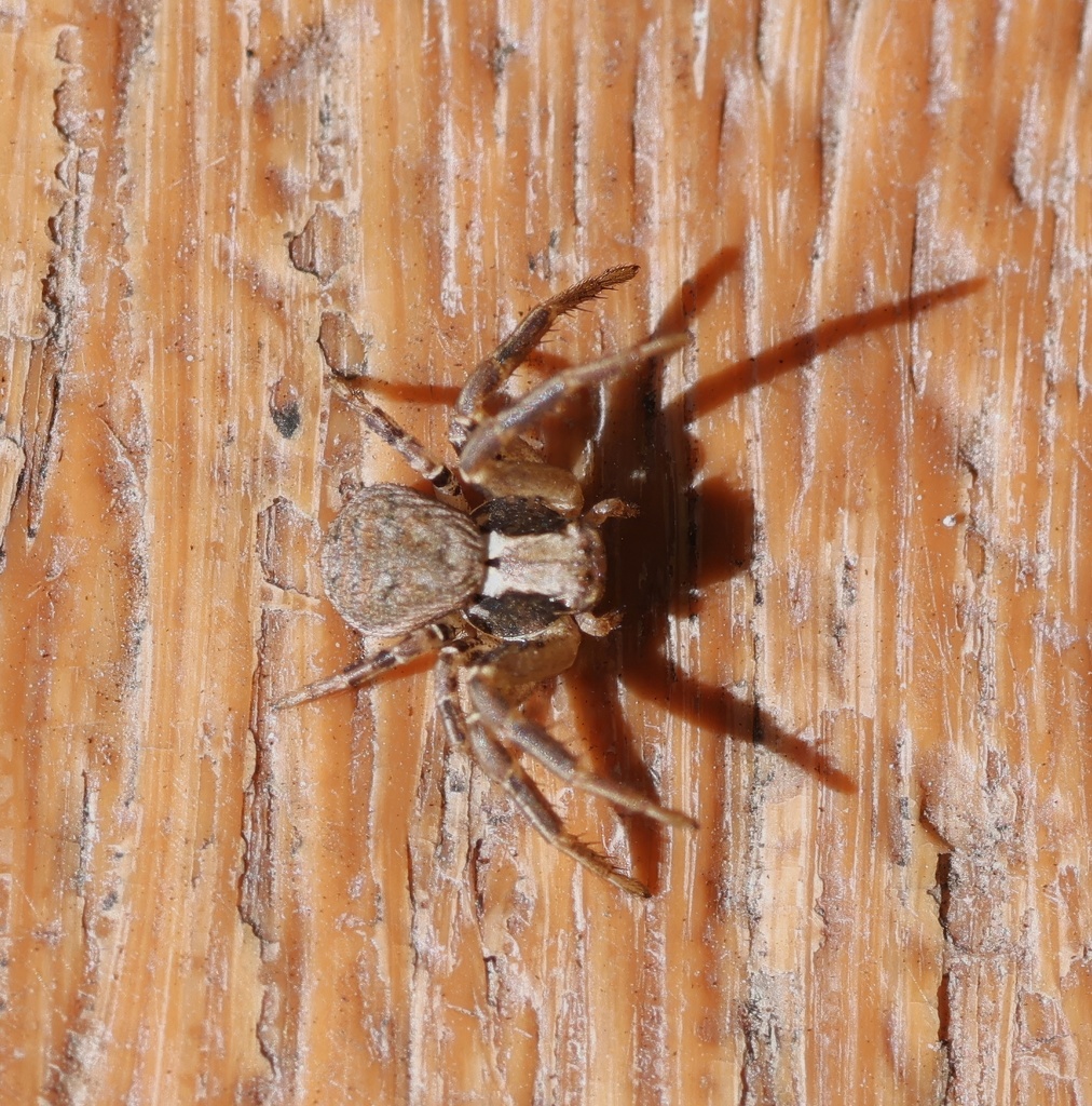 Ground Crab Spiders from La Habra Heights, CA, USA on January 23, 2024 ...