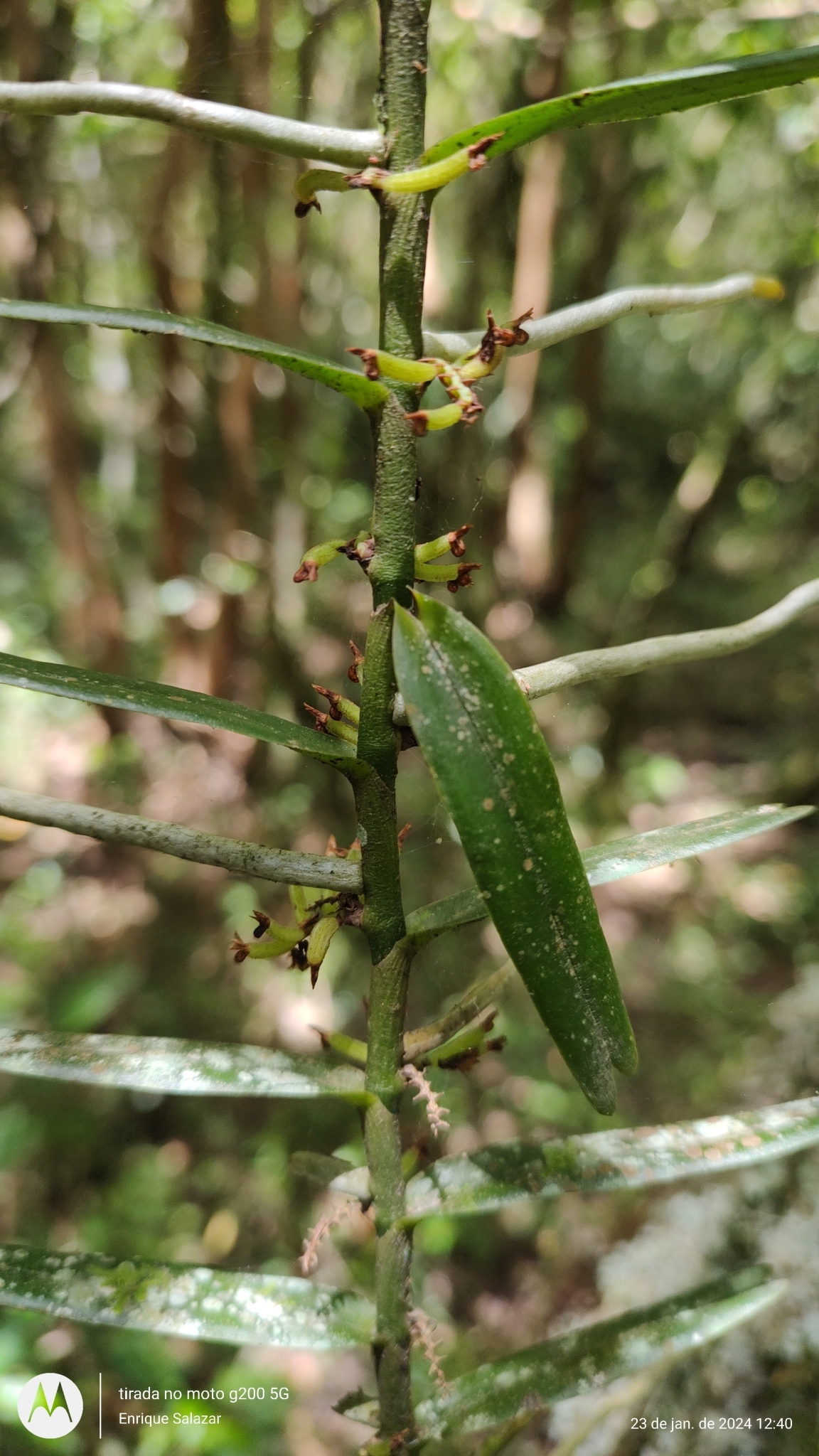 Imagem de Orquídea-de-cheiro