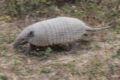 Euphractus sexcinctus