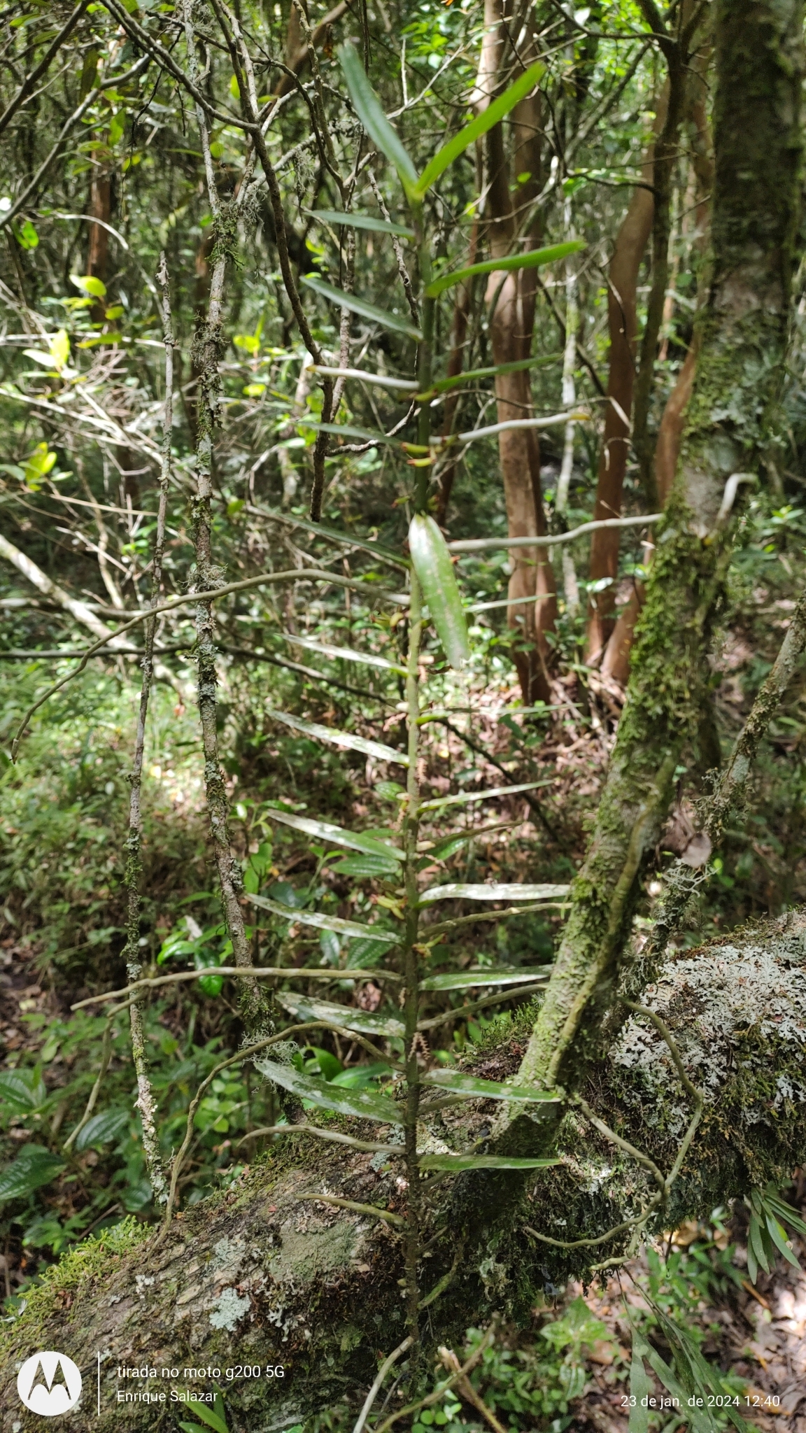 Imagem de Orquídea-de-cheiro